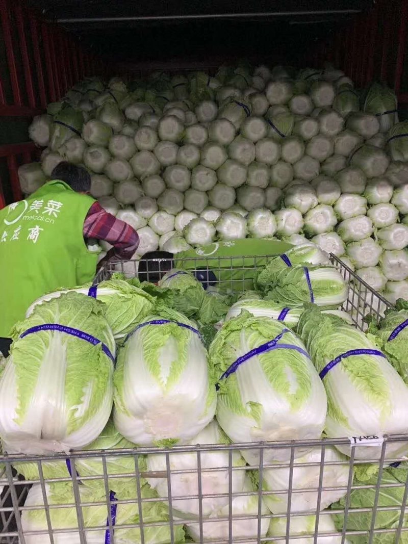 黄心白菜（莱西市量大、优质、冷库、棚子、陆地都有货、）
