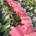 黄心白菜（莱西市量大、优质、冷库、棚子、陆地都有货、）