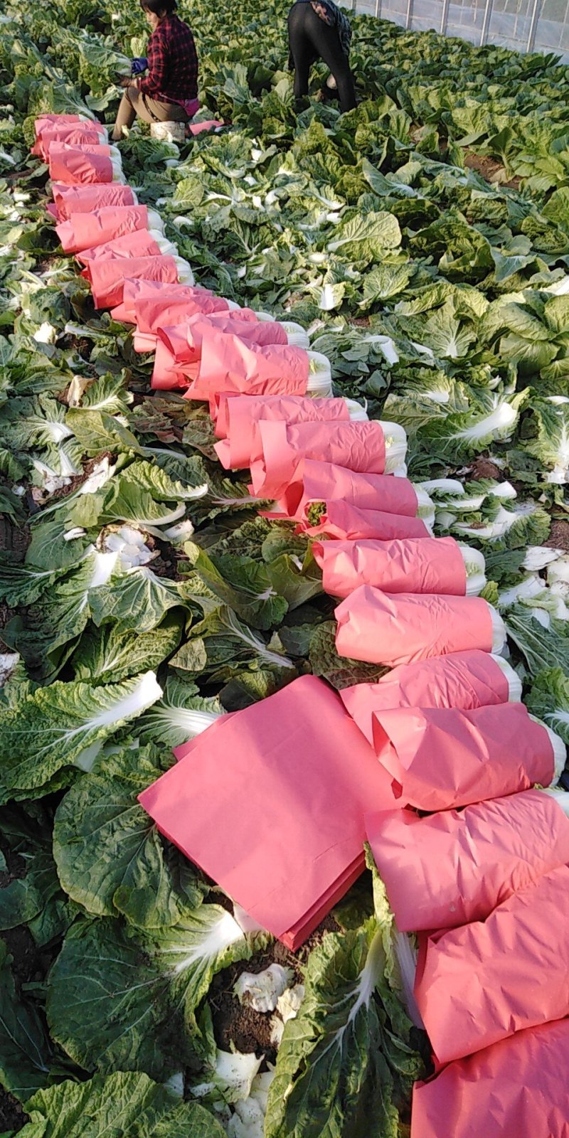 黄心白菜（莱西市量大、优质、冷库、棚子、陆地都有货、）
