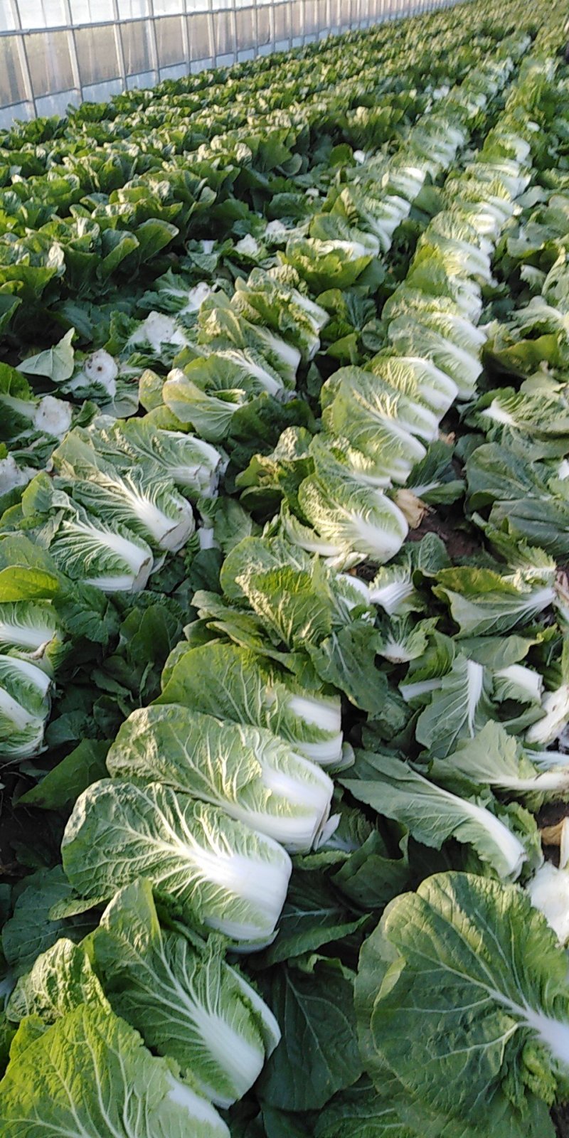 黄心白菜（莱西市量大、优质、冷库、棚子、陆地都有货、）