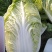 黄心白菜（莱西市量大、优质、冷库、棚子、陆地都有货、）