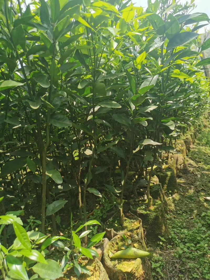 基地香橙沃柑，积壳沃柑质量纯度保证