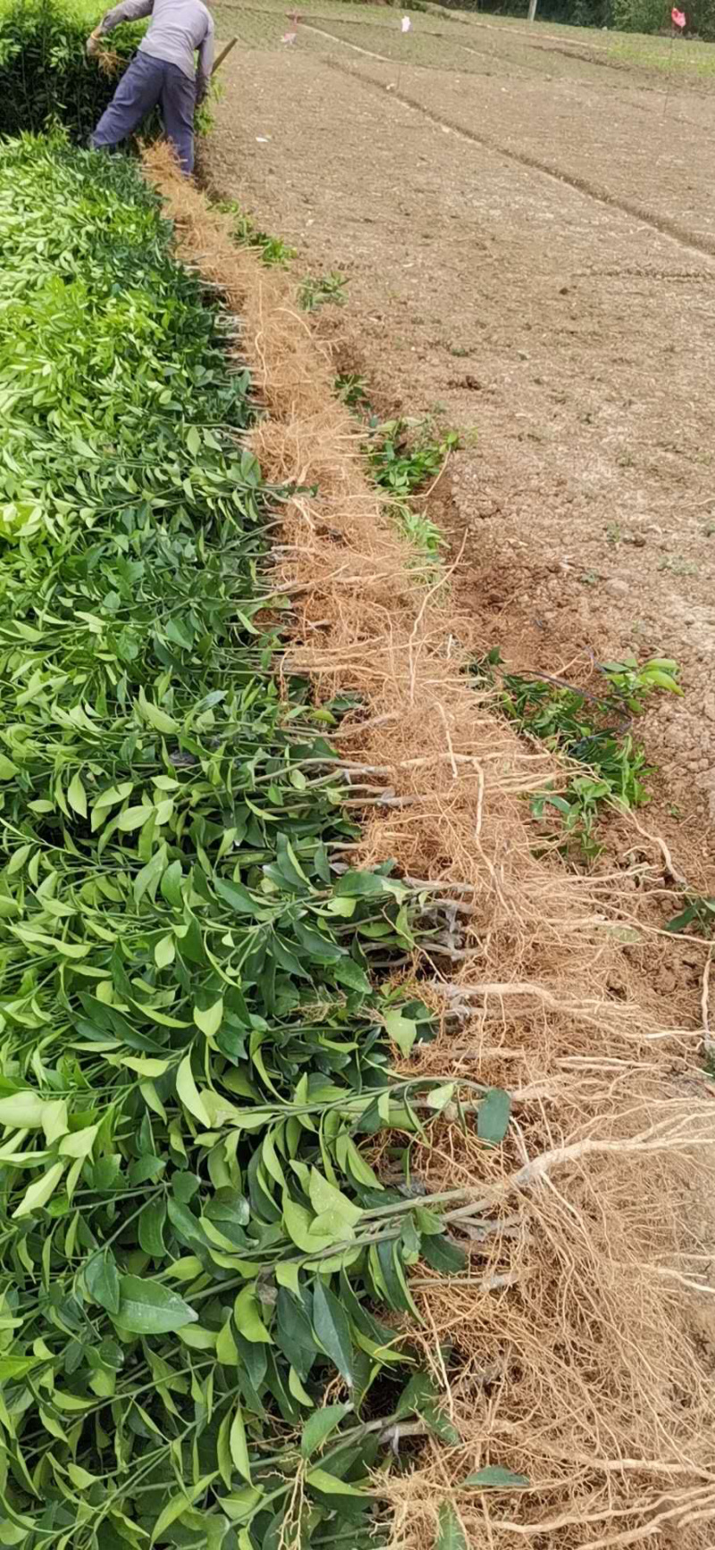 基地香橙沃柑，积壳沃柑质量纯度保证