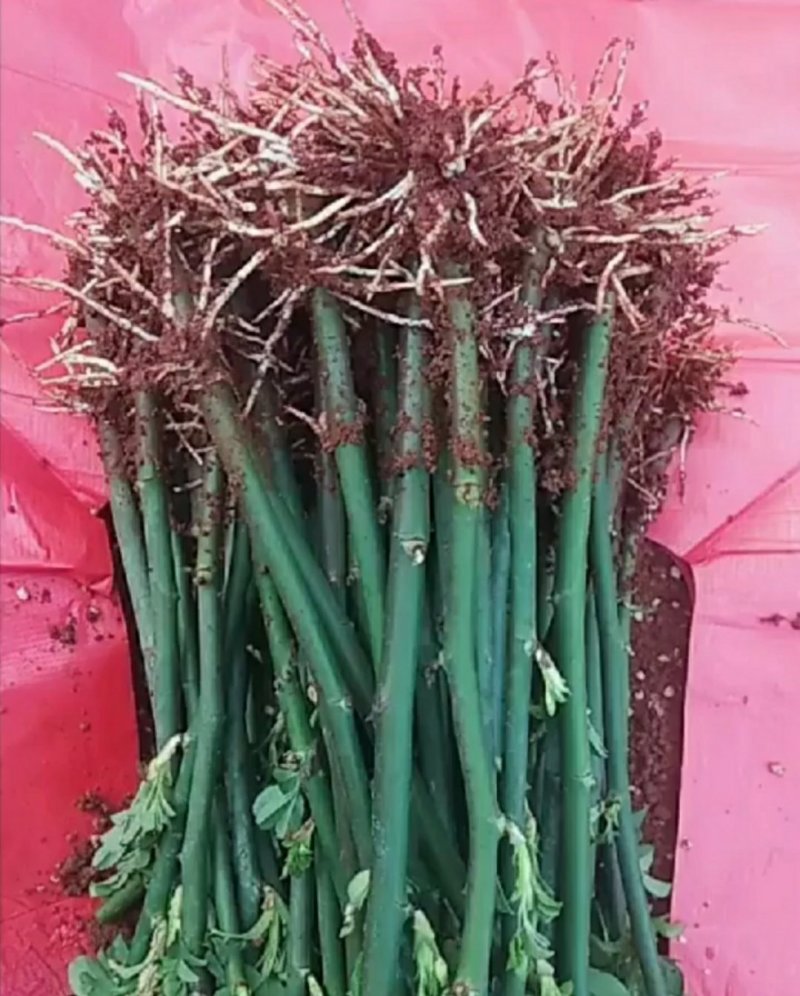爬藤无刺蔷薇小苗批发零售