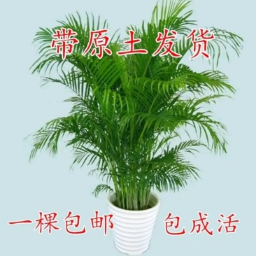 散尾葵凤尾竹盆栽室内客厅吸甲醛植物四季长青净化空气大型绿