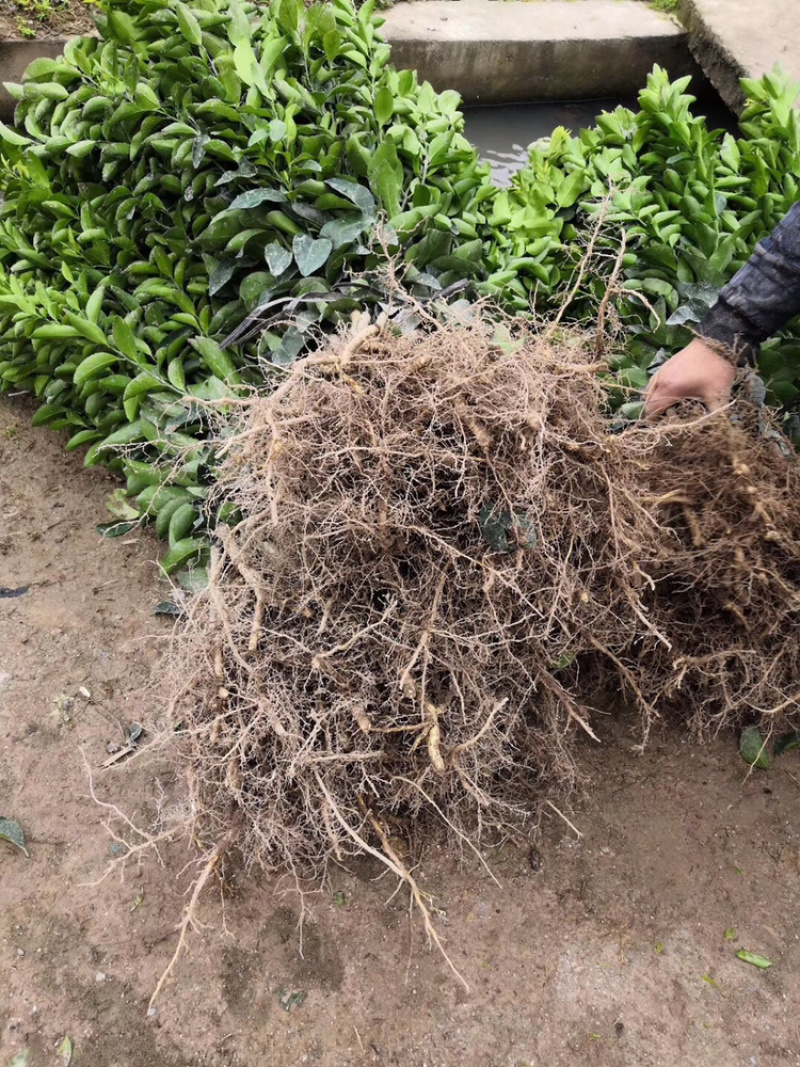 金葵砂糖橘苗质量保证价格优惠