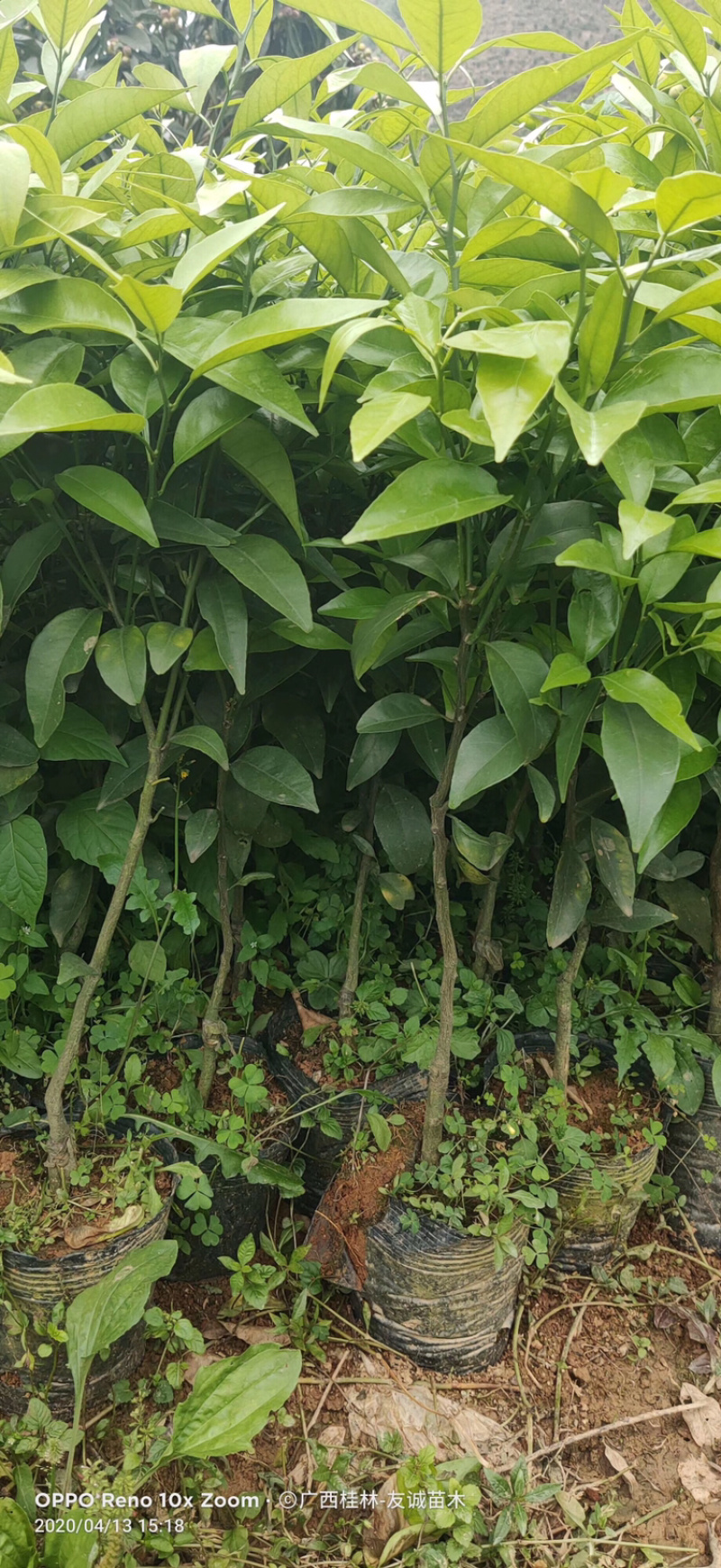 金葵砂糖橘苗质量保证价格优惠