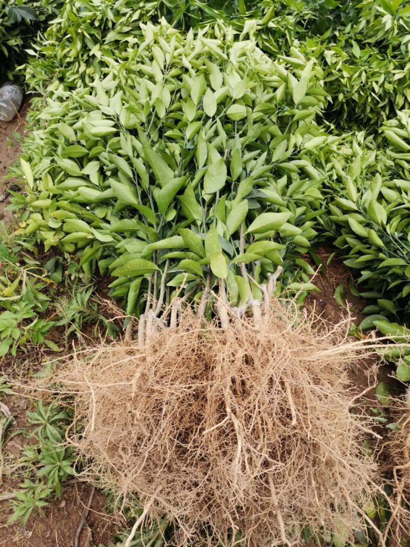 金葵砂糖橘苗质量保证价格优惠