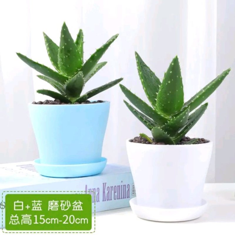 芦荟盆栽多肉植物室内花卉好养水培水养四季常青防辐射观叶小