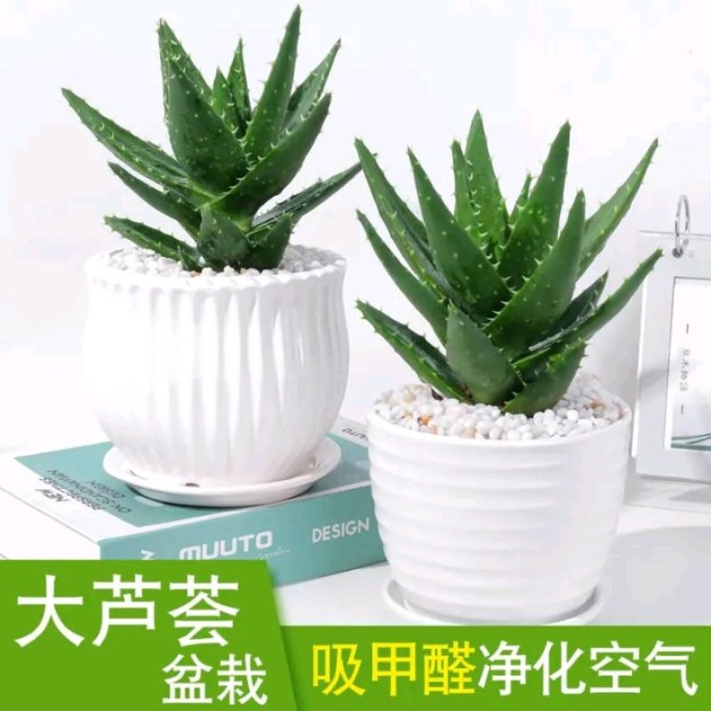 芦荟盆栽多肉植物室内花卉好养水培水养四季常青防辐射观叶小