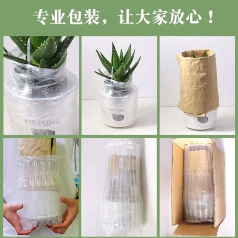 芦荟盆栽多肉植物室内花卉好养水培水养四季常青防辐射观叶小