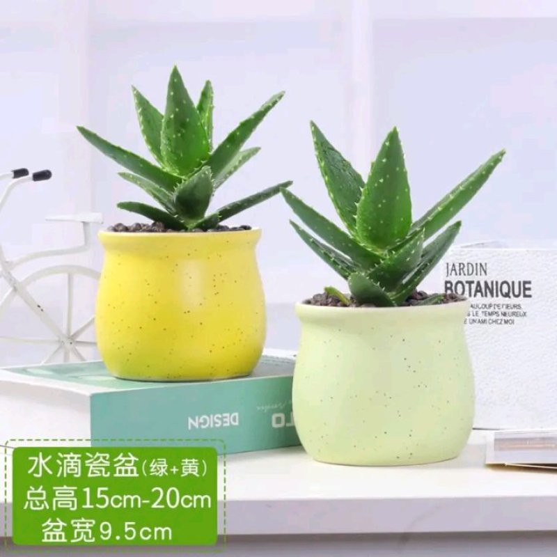 芦荟盆栽多肉植物室内花卉好养水培水养四季常青防辐射观叶小