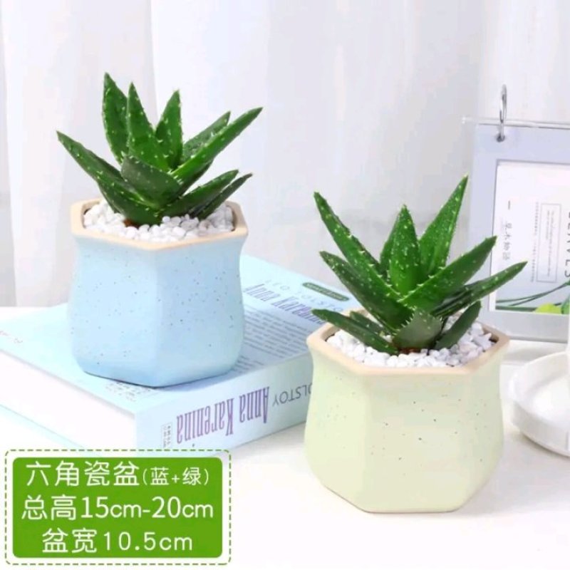 芦荟盆栽多肉植物室内花卉好养水培水养四季常青防辐射观叶小