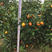 金桔树30~40cm以上，质量保证