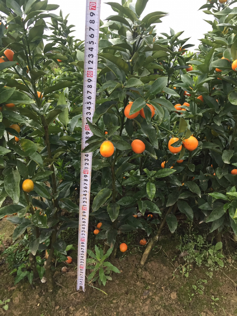 金桔树30~40cm以上，质量保证