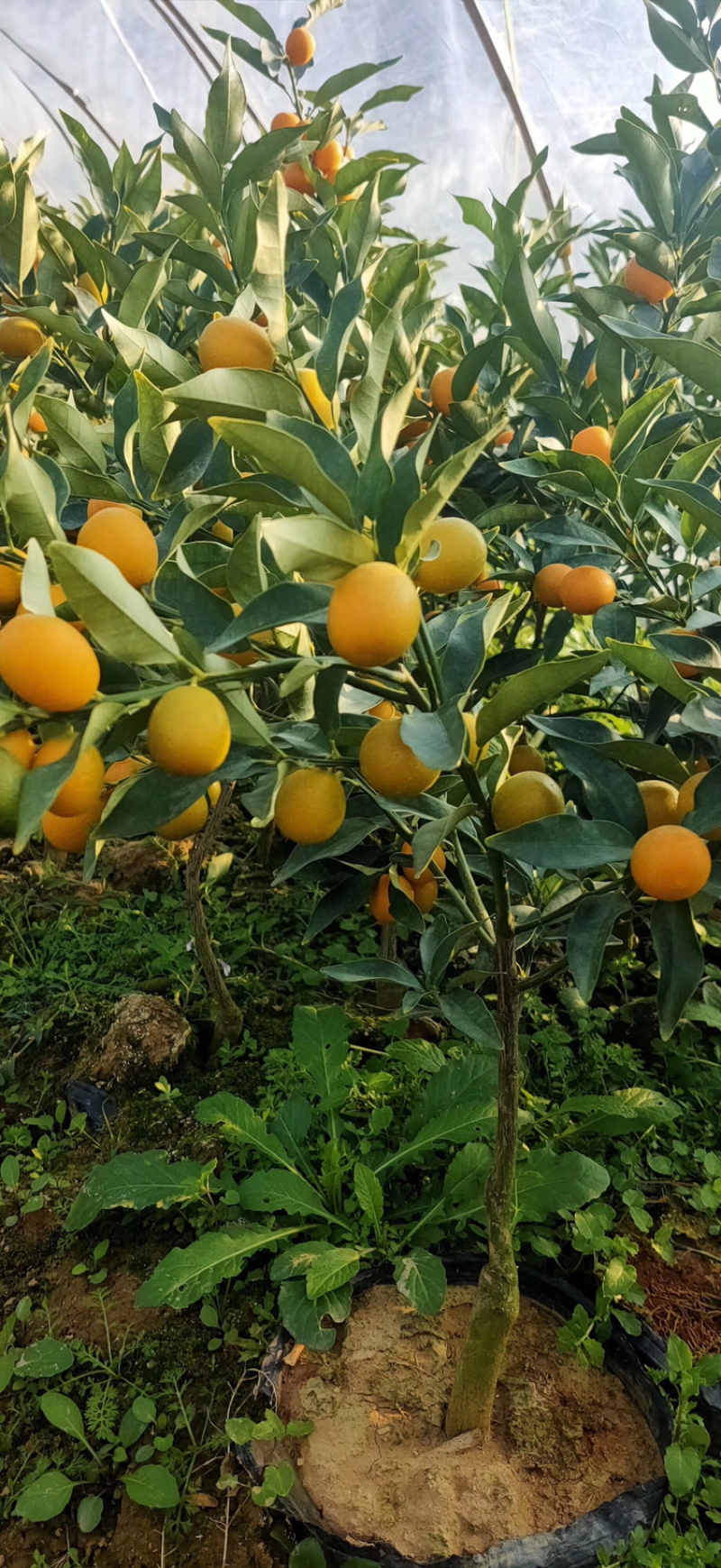 金桔树30~40cm以上，质量保证