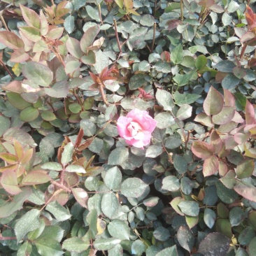 大量出售绿化苗木宿根花卉
