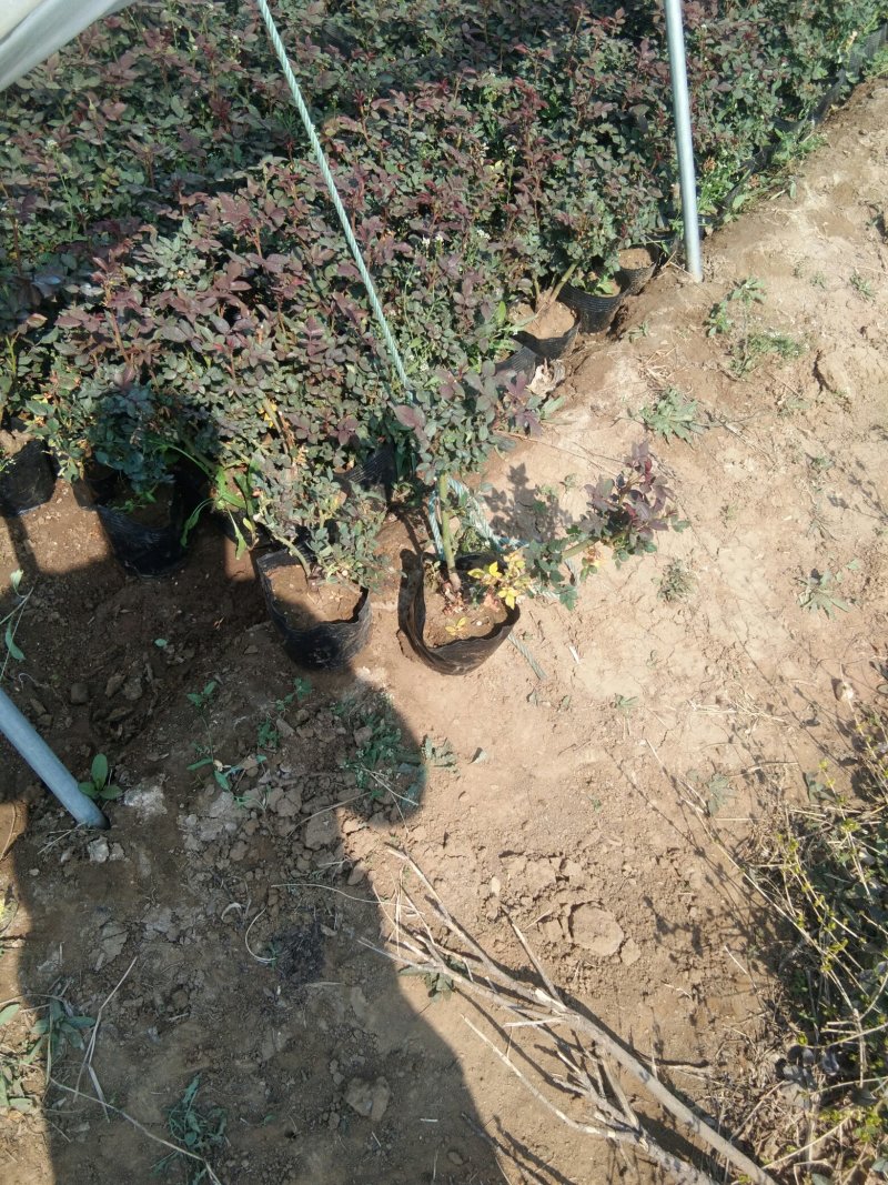 大量出售绿化苗木宿根花卉