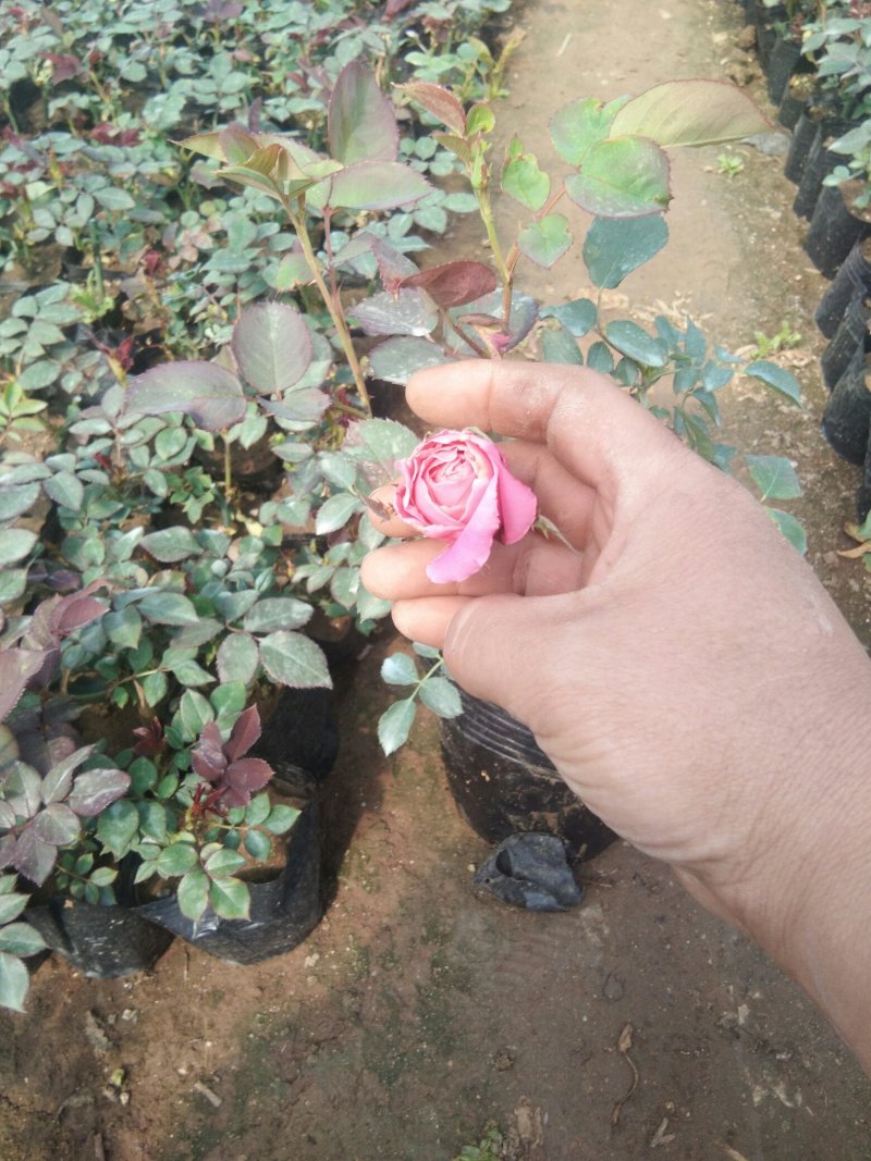 大量出售绿化苗木宿根花卉