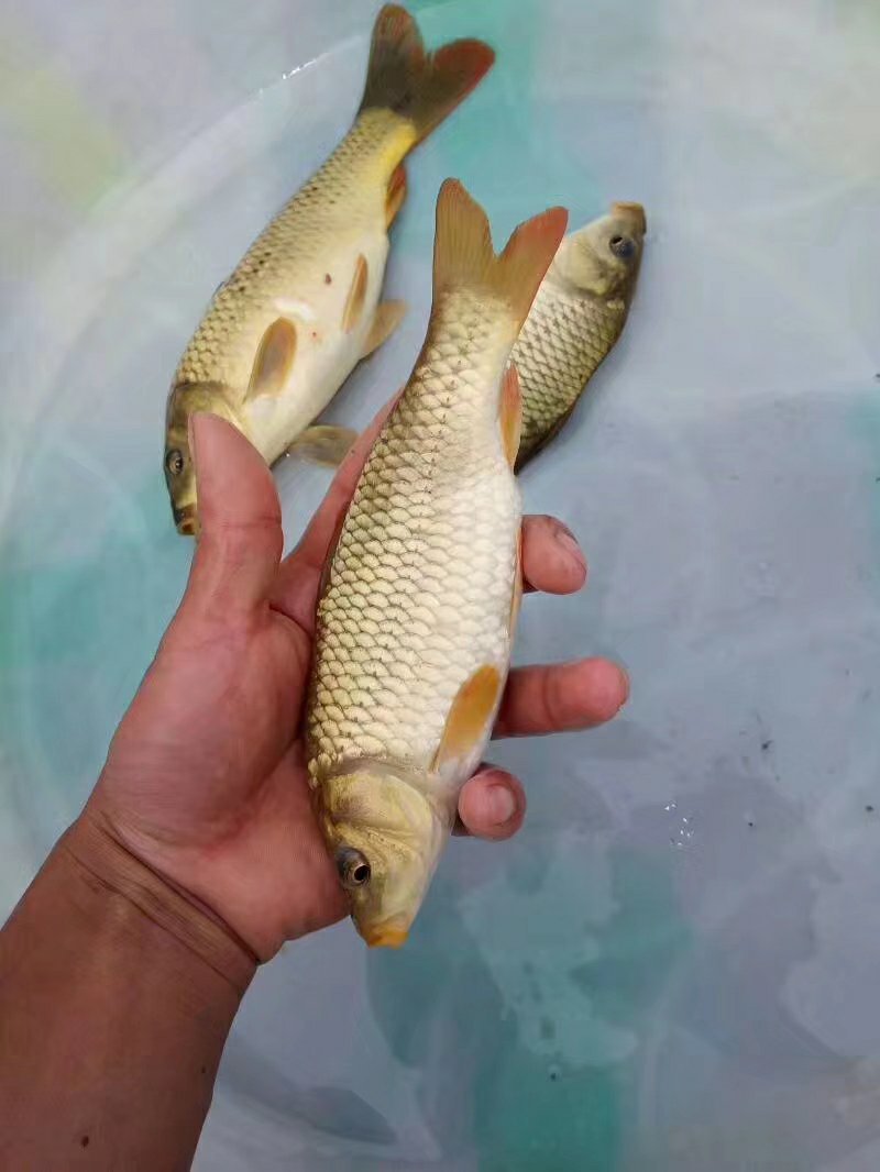 提供不同规格稻田鱼苗，品质好，质量保证！