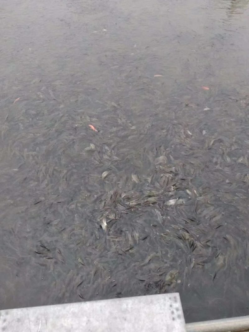 提供不同规格稻田鱼苗，品质好，质量保证！