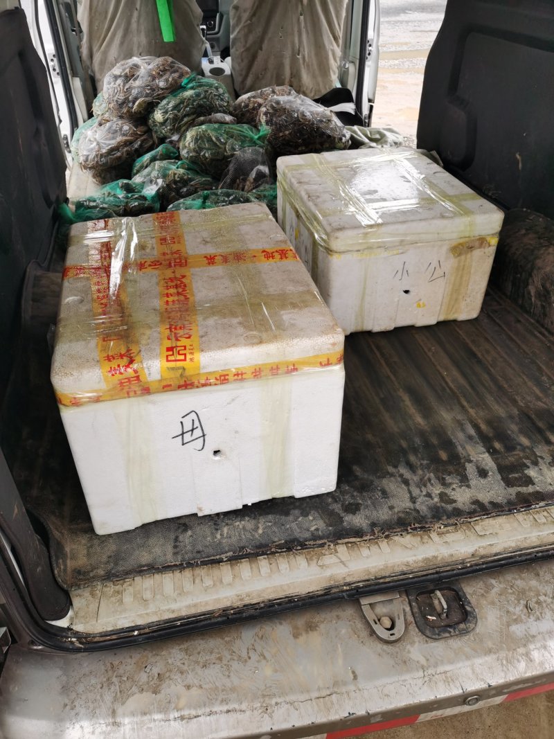 蟹黄粉蟹肉纯手工制作，大量批发需要的老板联系