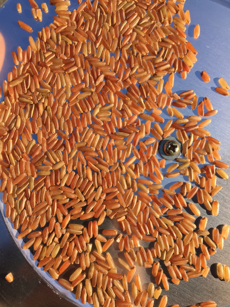 优质大薏米-色泽好，口味好，欢迎采购量大从优