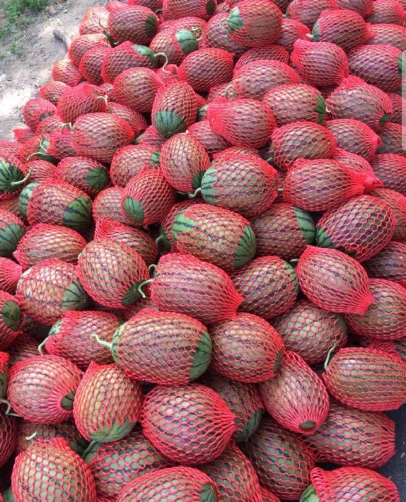 早春红玉西瓜，三斤以上包熟包运万亩产地，