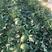 西瓜，早春红玉，安徽砀山，包熟包送2斤以上