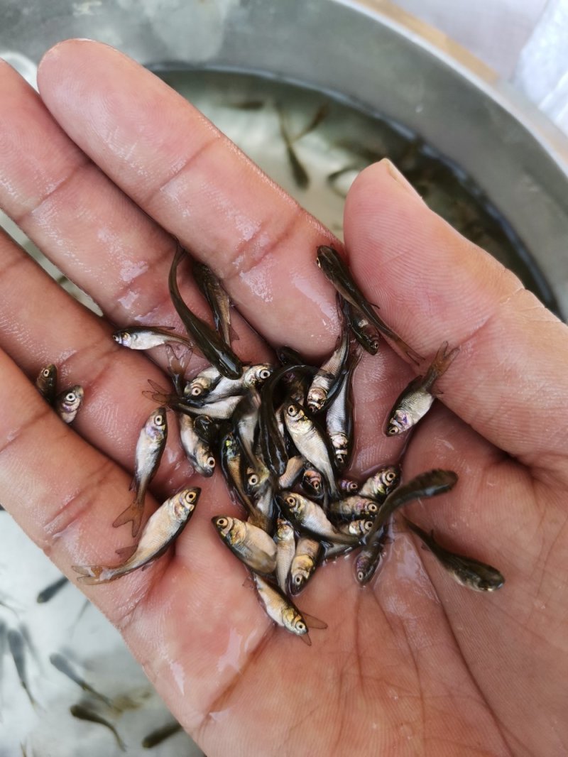 大头苗，花鲢苗，2020苗头批新苗上市可送货上门