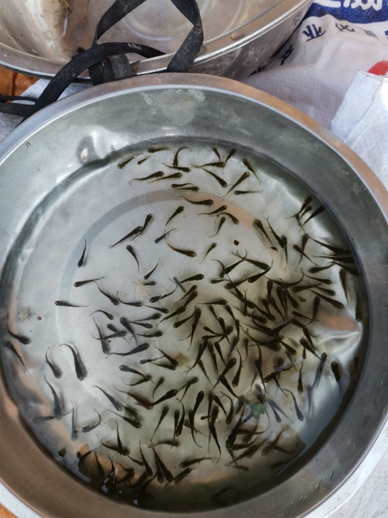 大头苗，花鲢苗，2020苗头批新苗上市可送货上门