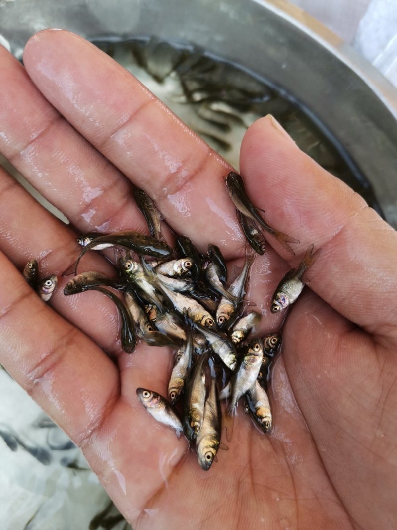 大头苗，花鲢苗，2020苗头批新苗上市可送货上门