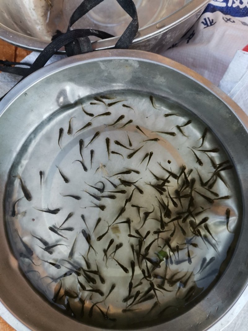 大头苗，花鲢苗，2020苗头批新苗上市可送货上门
