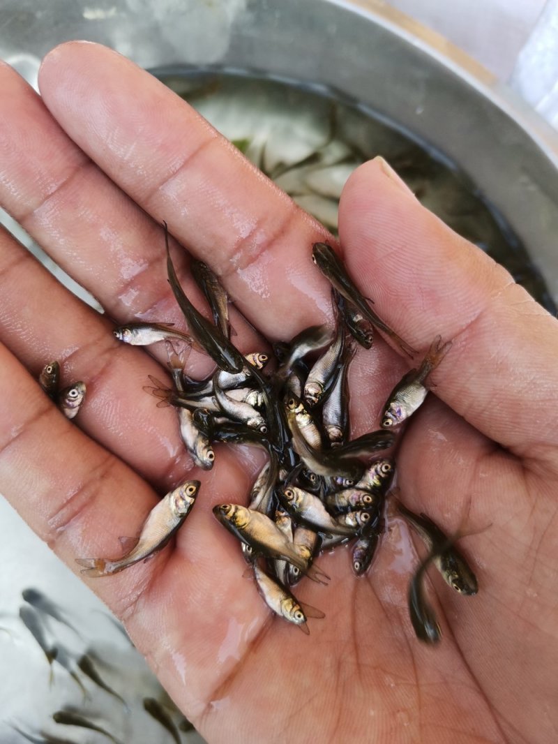 大头苗，花鲢苗，2020苗头批新苗上市可送货上门