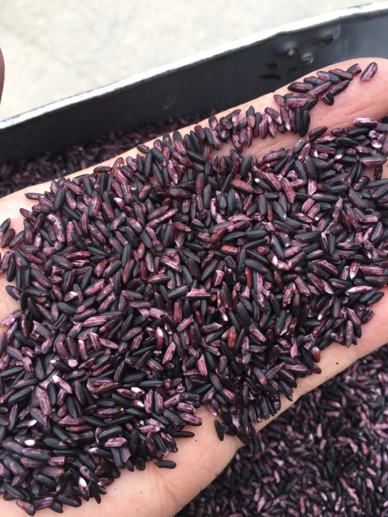 籽粒饱满，精品小薏米大量走货中欢迎打扰