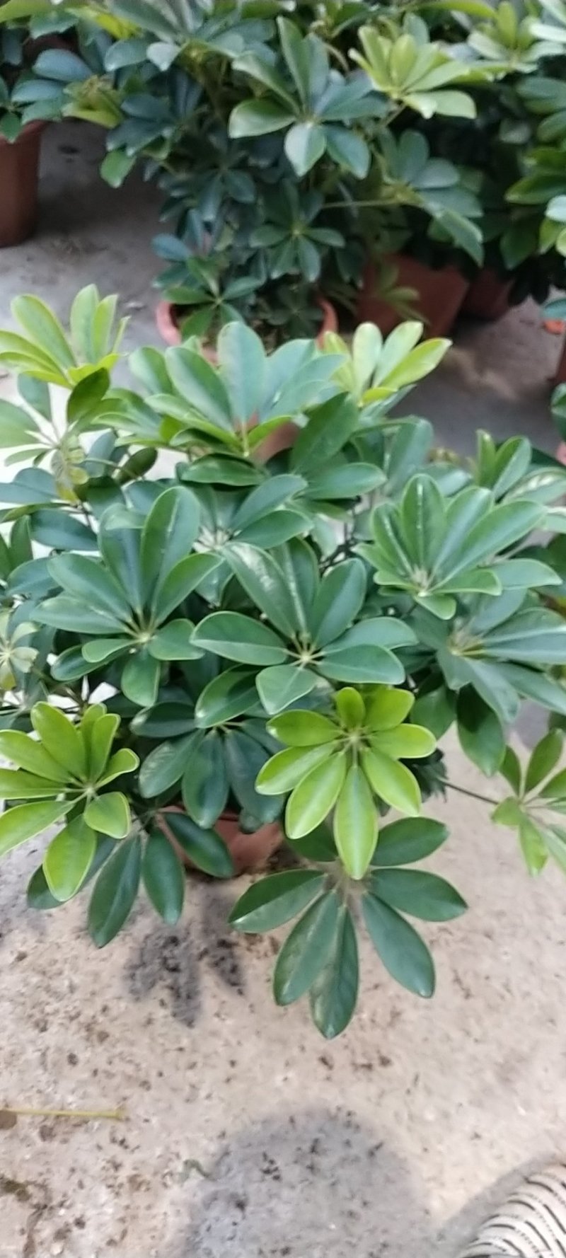 鸭脚木，装修新房必备，可吸收甲醛，净化空气