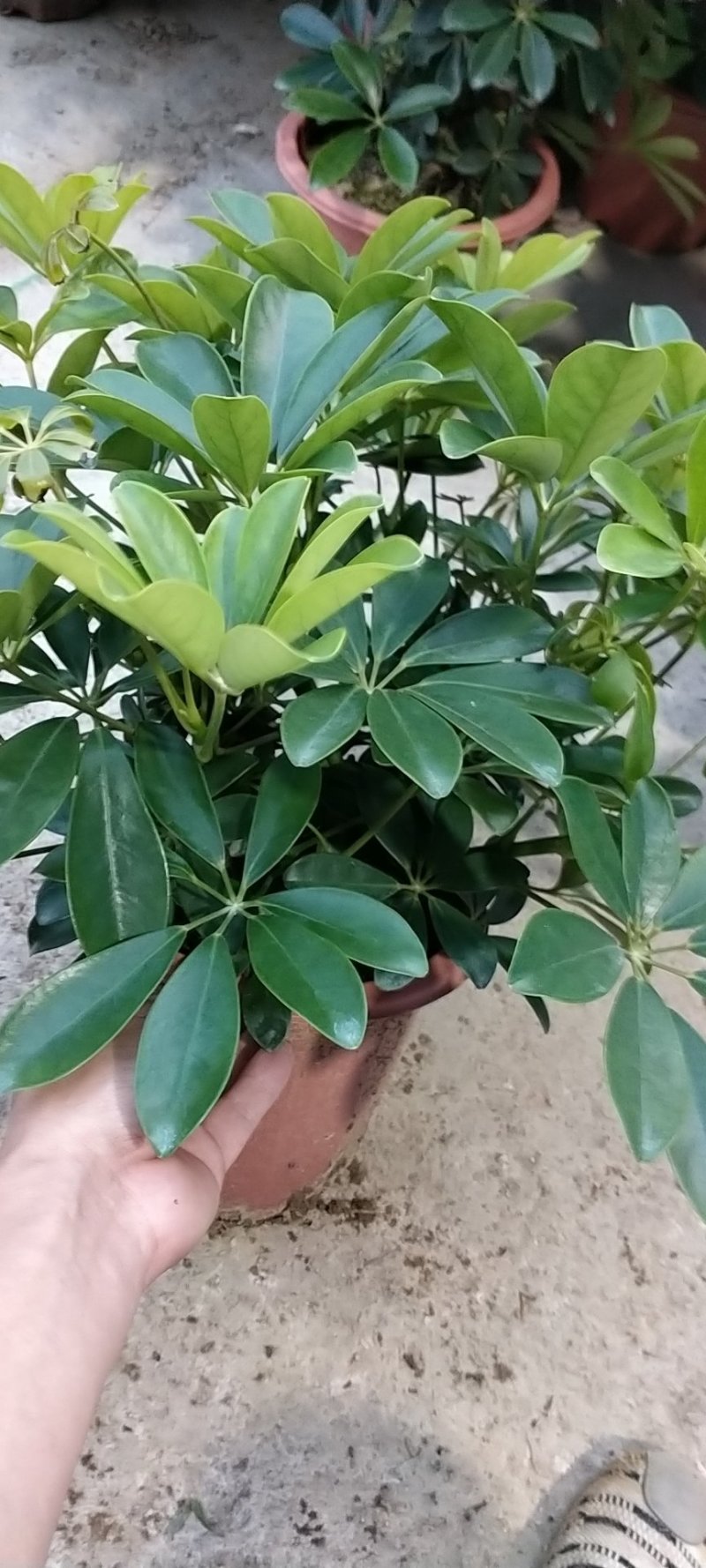 鸭脚木，装修新房必备，可吸收甲醛，净化空气