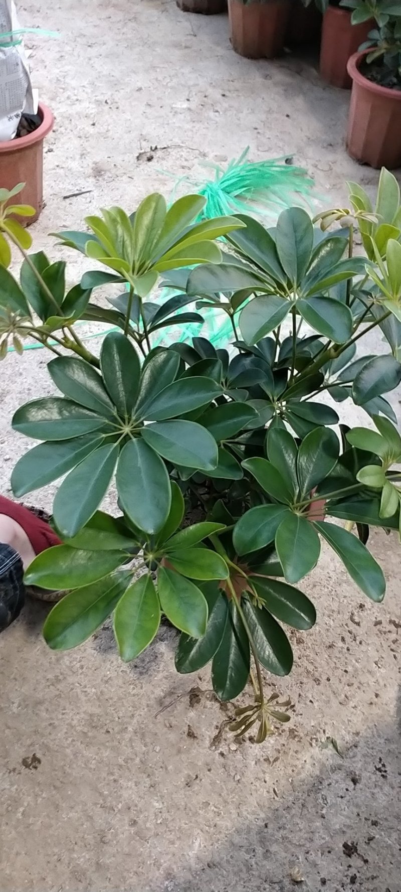 鸭脚木，装修新房必备，可吸收甲醛，净化空气