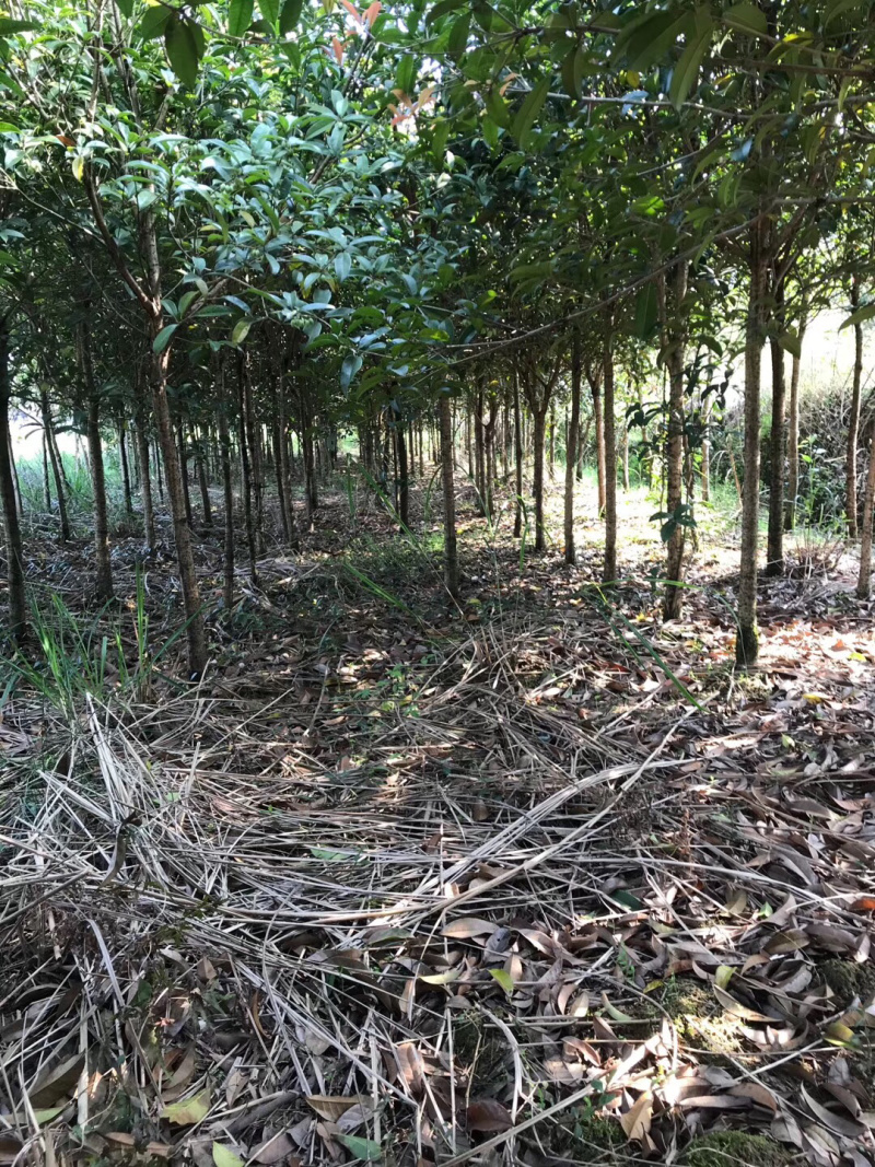 桂花4-6公分桂花大量