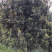 桂花4-6公分桂花大量
