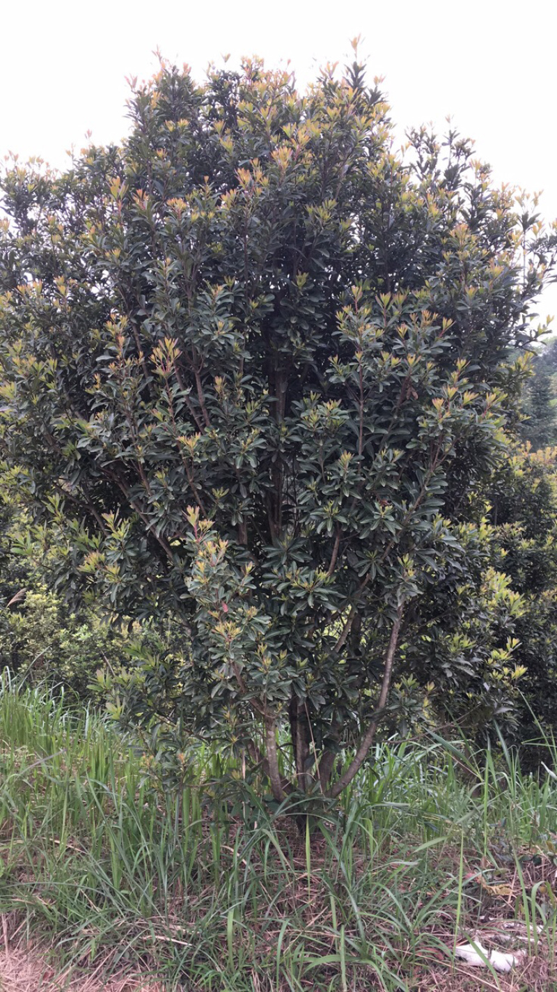 桂花4-6公分桂花大量