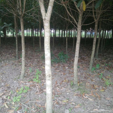 桂花4-6公分桂花大量