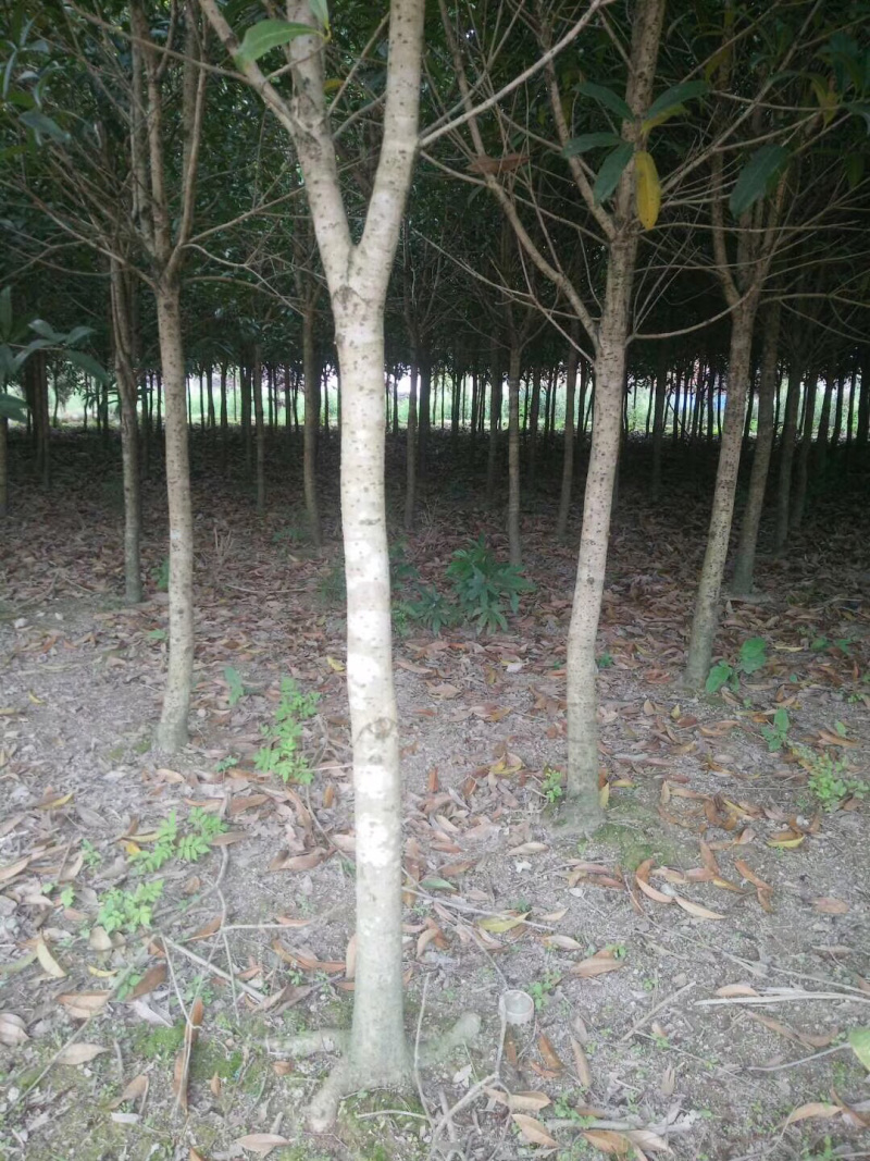 桂花4-6公分桂花大量
