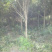 桂花4-6公分桂花大量