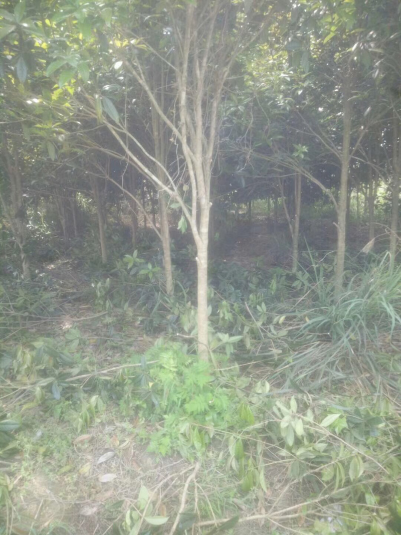 桂花4-6公分桂花大量