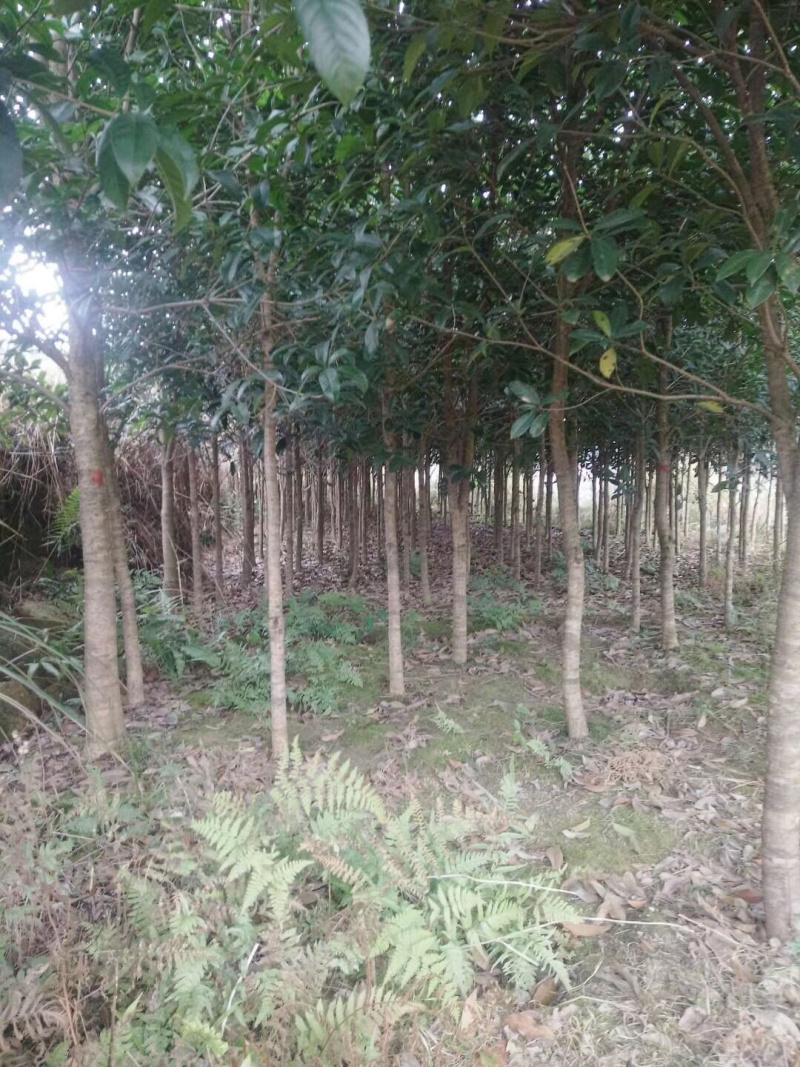 桂花4-6公分桂花大量