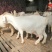 大白山羊出肉率高大体形长势快产崽多视频选羊一只也发货