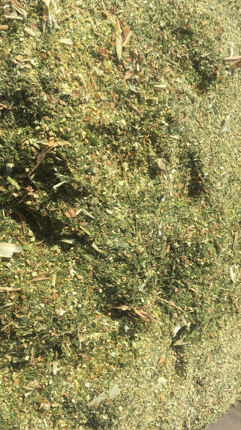 裹包玉米青贮天津、唐山有货