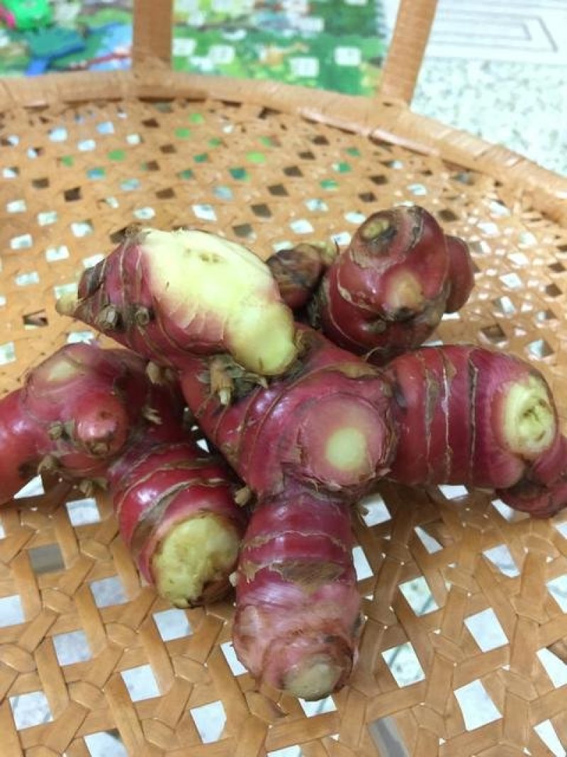 正宗野生南姜食用或者加工产地直发