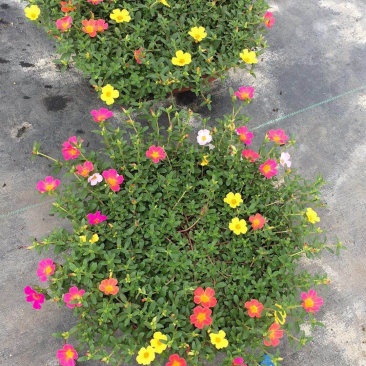 太阳花